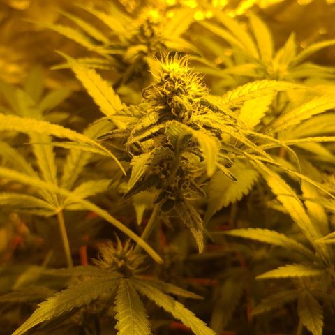 A.M.S. growlog timeline photo