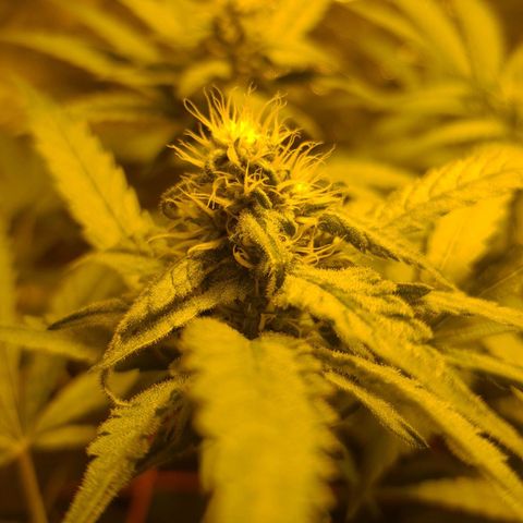 A.M.S. growlog timeline photo