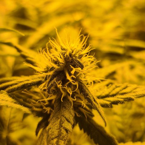 A.M.S. growlog timeline photo