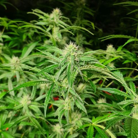 A.M.S. growlog timeline photo