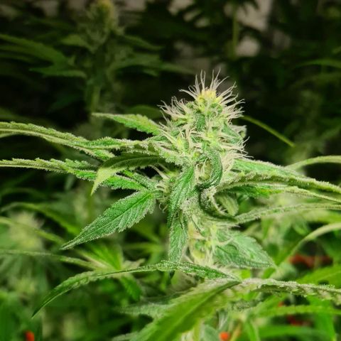 A.M.S. growlog timeline photo