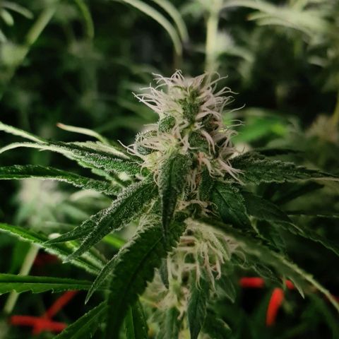 A.M.S. growlog timeline photo