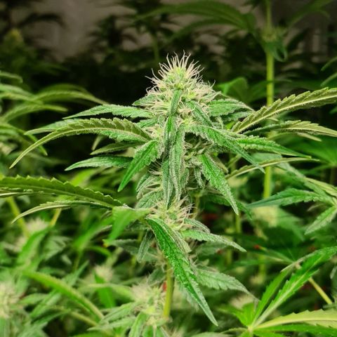 A.M.S. growlog timeline photo