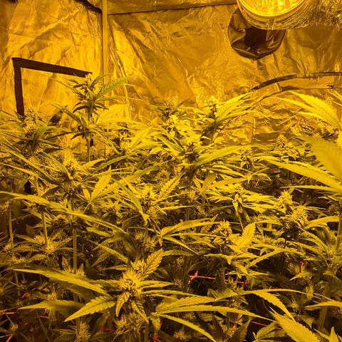 A.M.S. growlog timeline photo