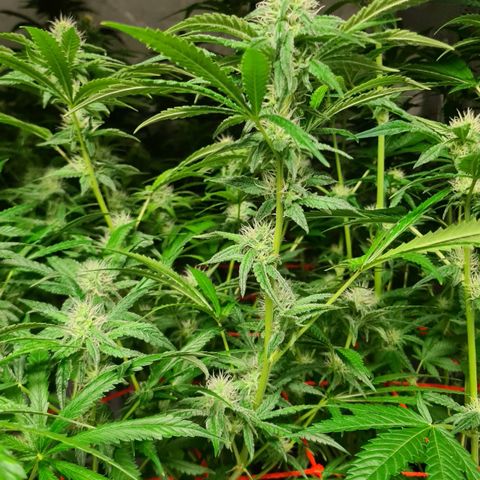A.M.S. growlog timeline photo