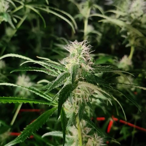 A.M.S. growlog timeline photo