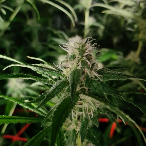 A.M.S. growlog timeline photo