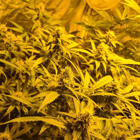 A.M.S. growlog timeline photo