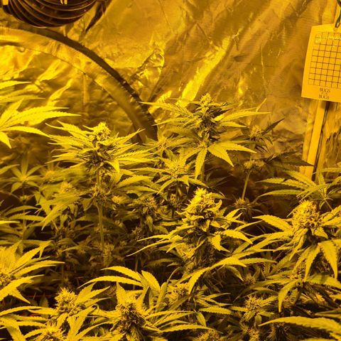 A.M.S. growlog timeline photo