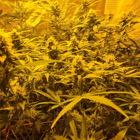 A.M.S. growlog timeline photo