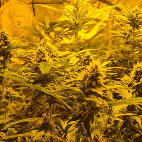 A.M.S. growlog timeline photo