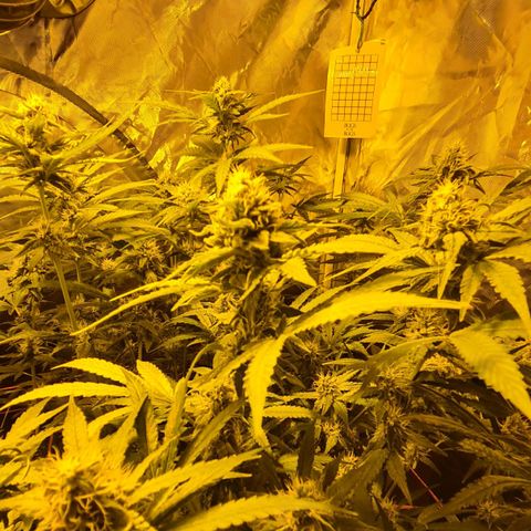 A.M.S. growlog timeline photo