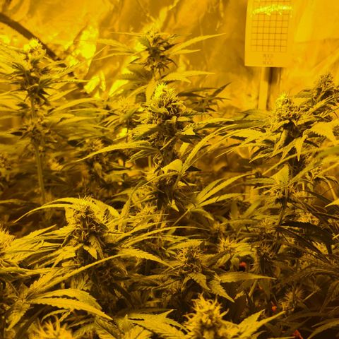 A.M.S. growlog timeline photo