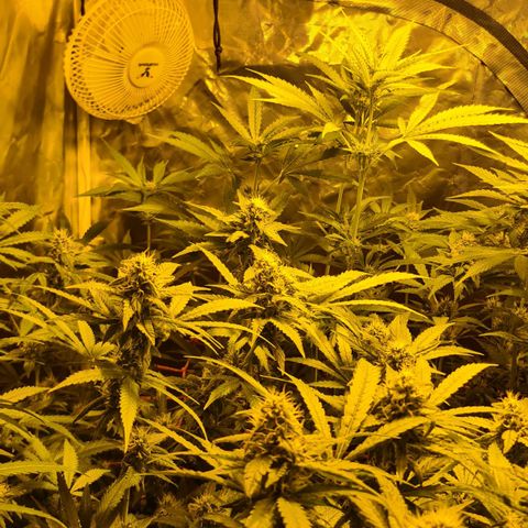 A.M.S. growlog timeline photo