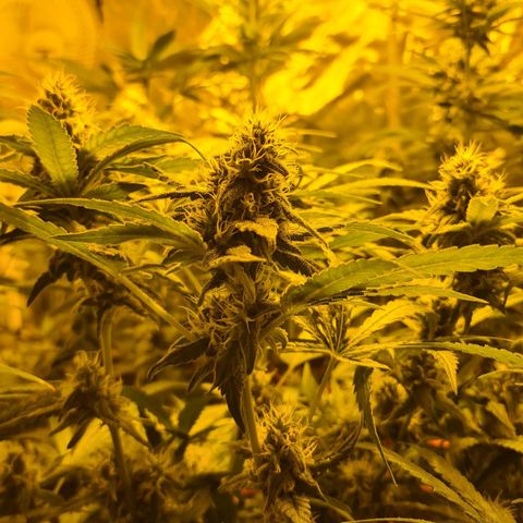 A.M.S. growlog timeline photo