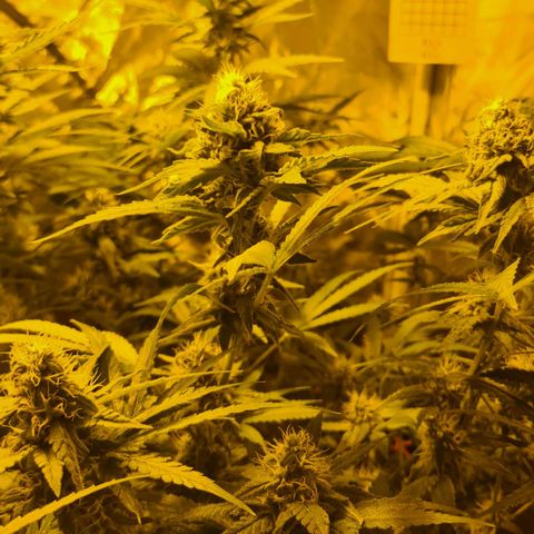 A.M.S. growlog timeline photo
