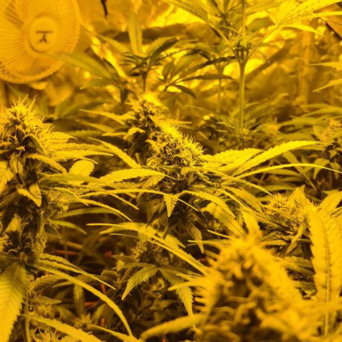A.M.S. growlog timeline photo