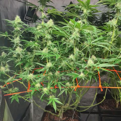 A.M.S. growlog timeline photo