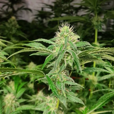 A.M.S. growlog timeline photo