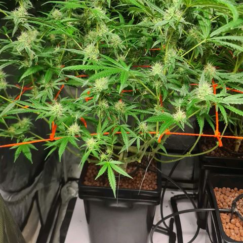A.M.S. growlog timeline photo