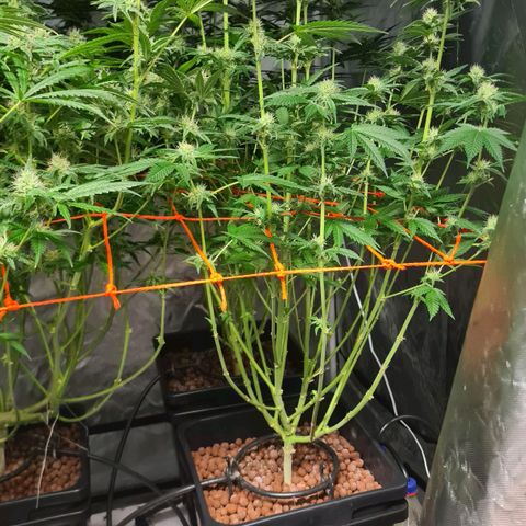 A.M.S. growlog timeline photo