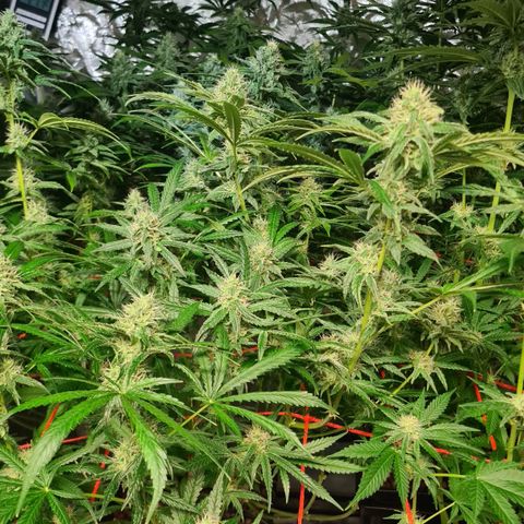 A.M.S. growlog timeline photo