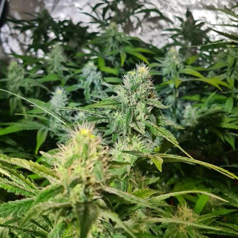 A.M.S. growlog timeline photo