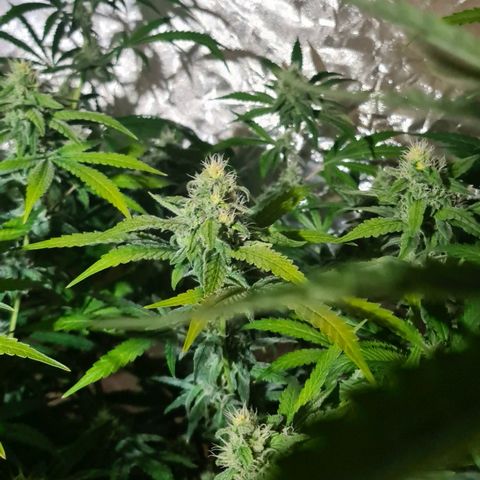 A.M.S. growlog timeline photo