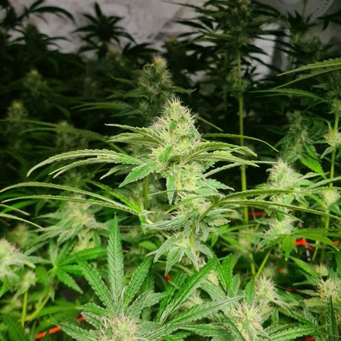 A.M.S. growlog timeline photo