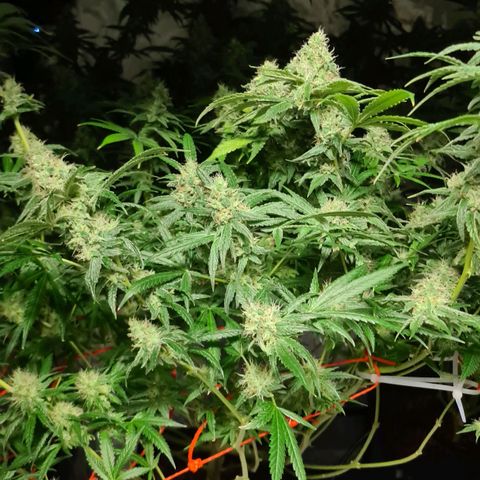 A.M.S. growlog timeline photo
