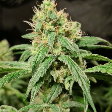 A.M.S. growlog timeline photo