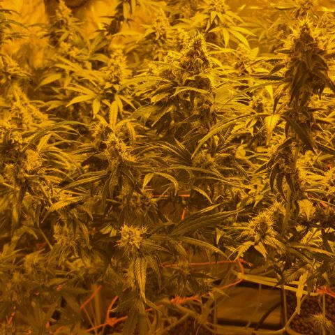 A.M.S. growlog timeline photo