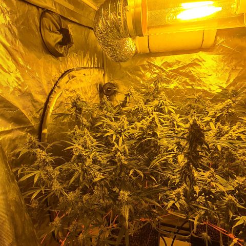 A.M.S. growlog timeline photo