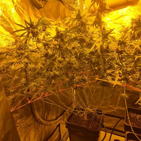 A.M.S. growlog timeline photo