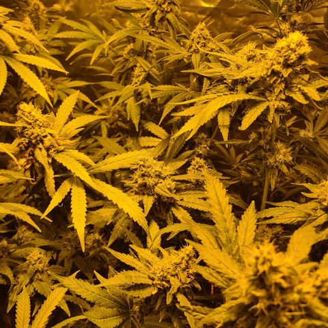 A.M.S. growlog timeline photo