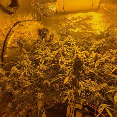 A.M.S. growlog timeline photo