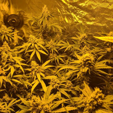 A.M.S. growlog timeline photo