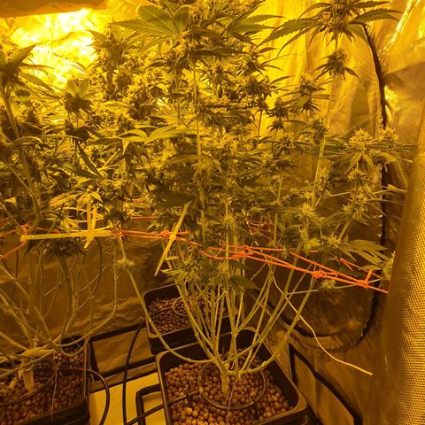 A.M.S. growlog timeline photo