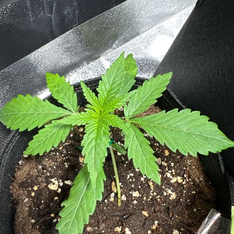 OG Kush growlog photo: LST Start