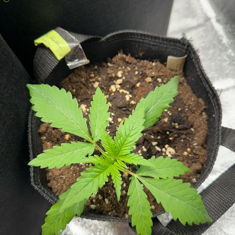 OG Kush growlog photo: LST Start
