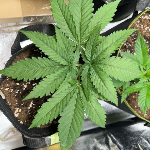 OG Kush growlog timeline photo