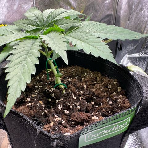 OG Kush growlog timeline photo