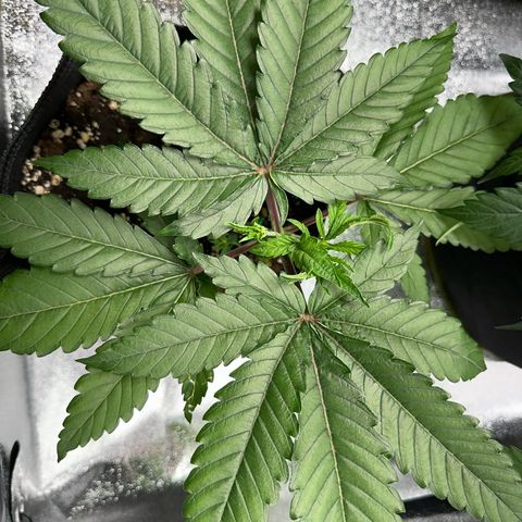OG Kush growlog photo: Bald umtopfen. 