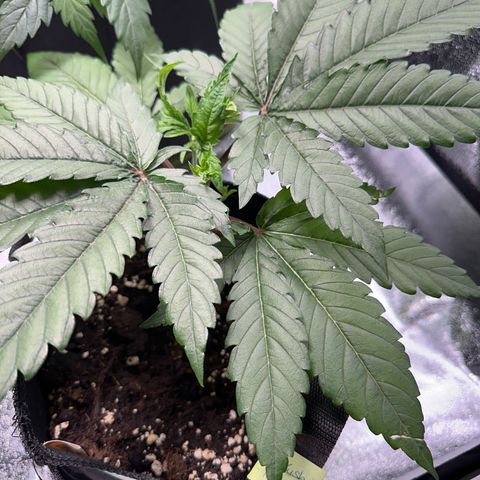 OG Kush growlog photo: Bald umtopfen. 