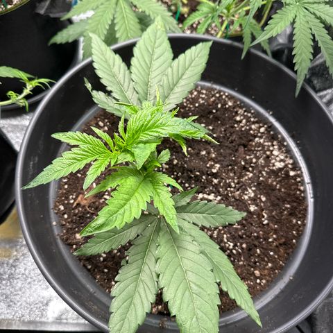 OG Kush growlog photo: Umgetopft 19l