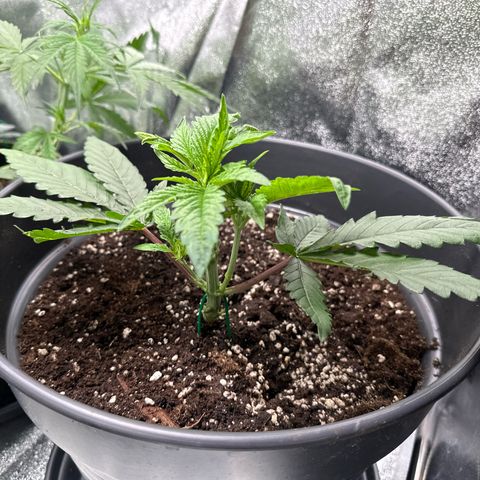 OG Kush growlog photo: Umgetopft 19l