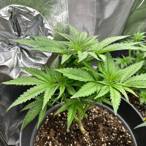 OG Kush growlog timeline photo