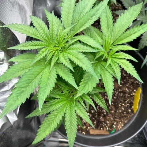 OG Kush growlog timeline photo