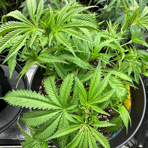 OG Kush growlog timeline photo