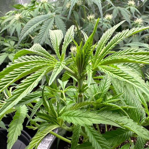 OG Kush growlog timeline photo
